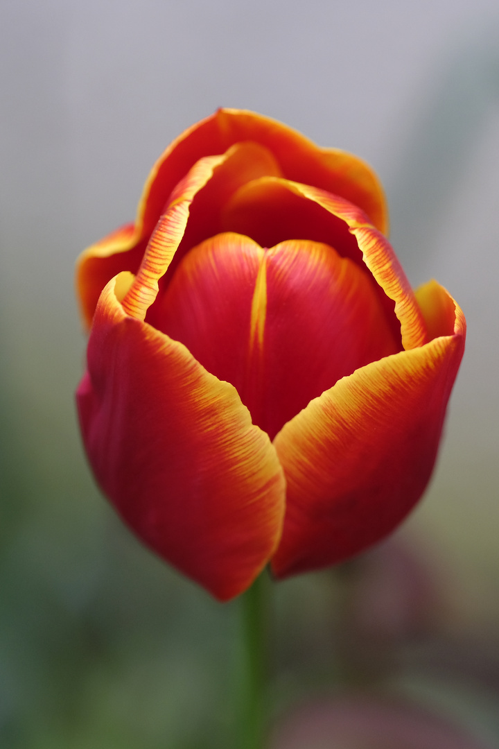 Tulpe von oben