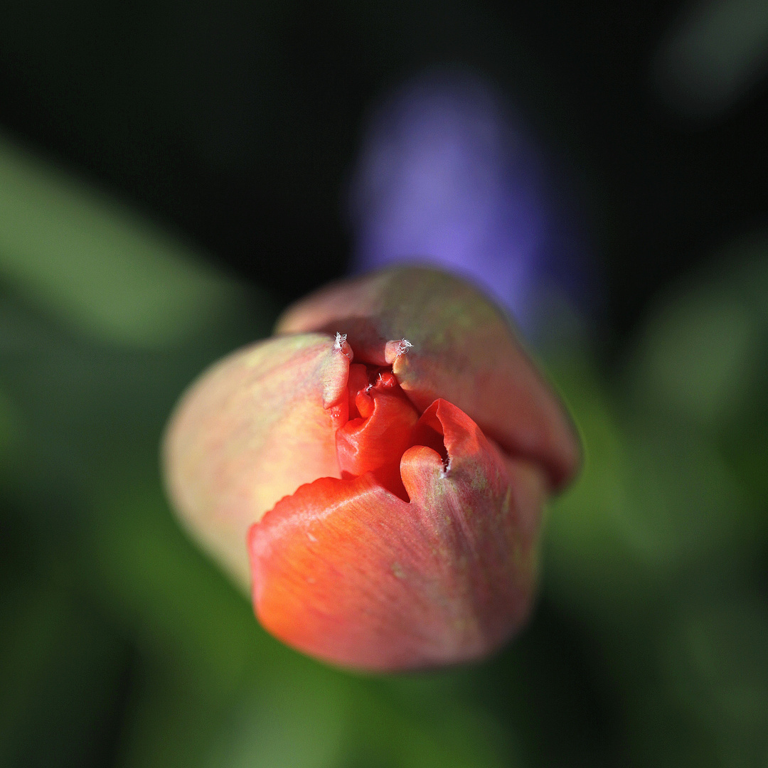 tulpe von oben