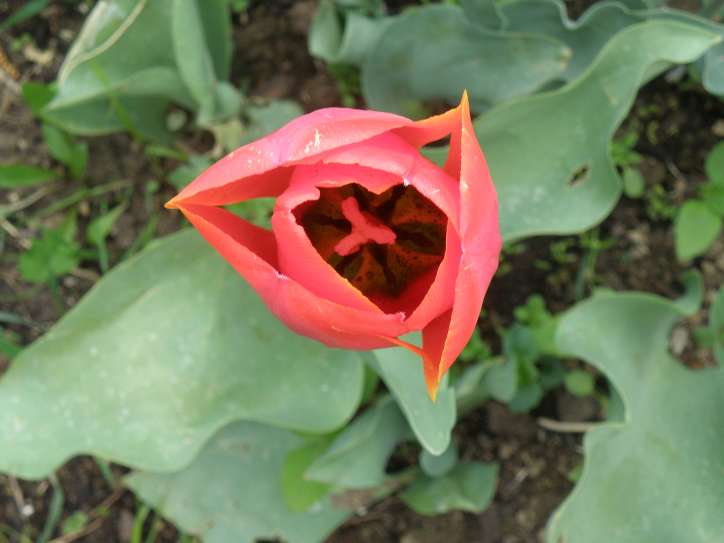 Tulpe (von oben)