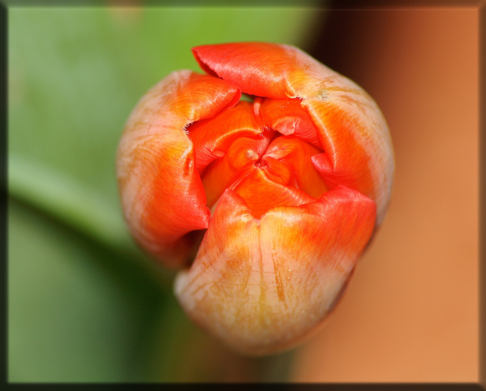 Tulpe von oben