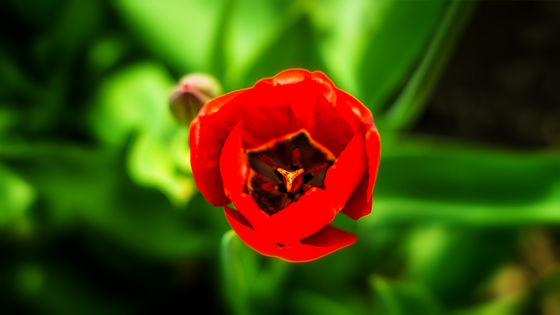 Tulpe von oben