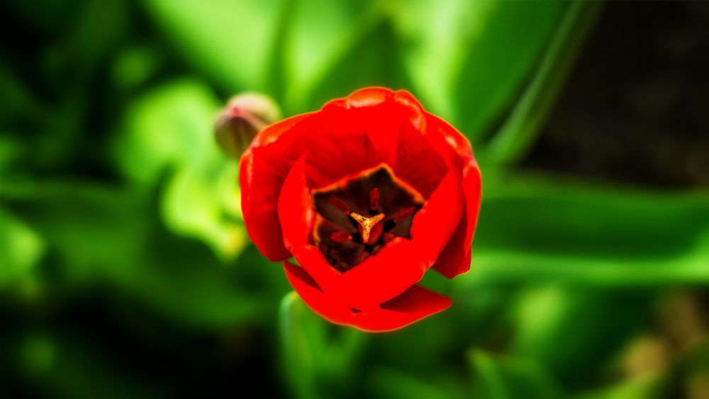 Tulpe von oben von Daniel Haupt 1983 