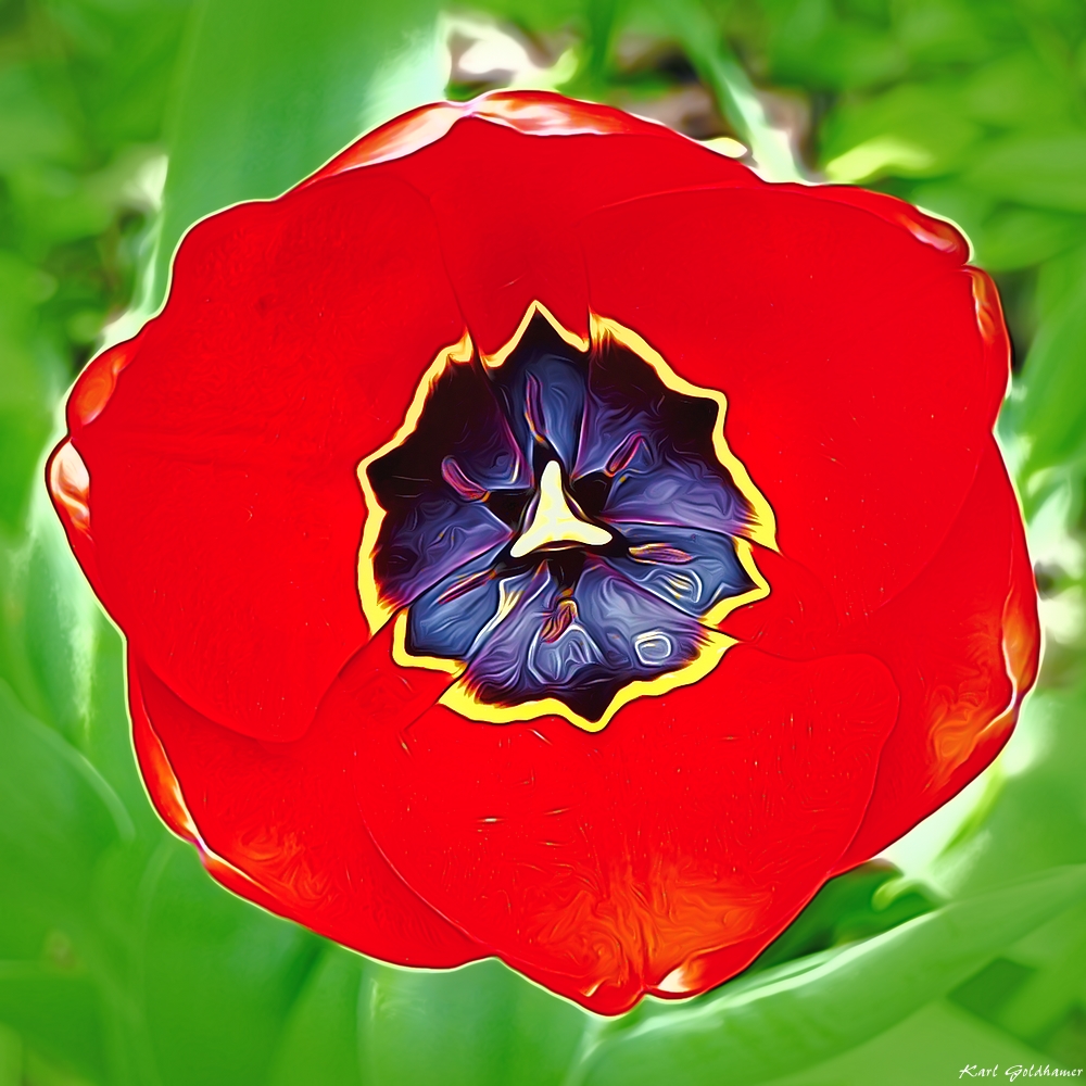 Tulpe von oben