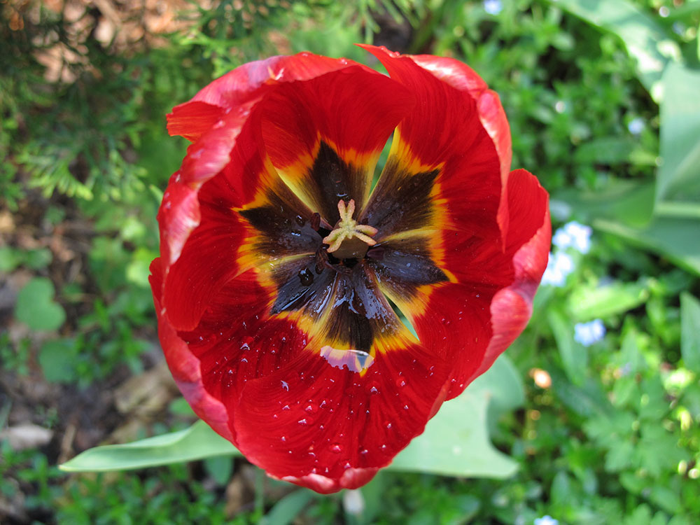 Tulpe von oben mit Regentropfen