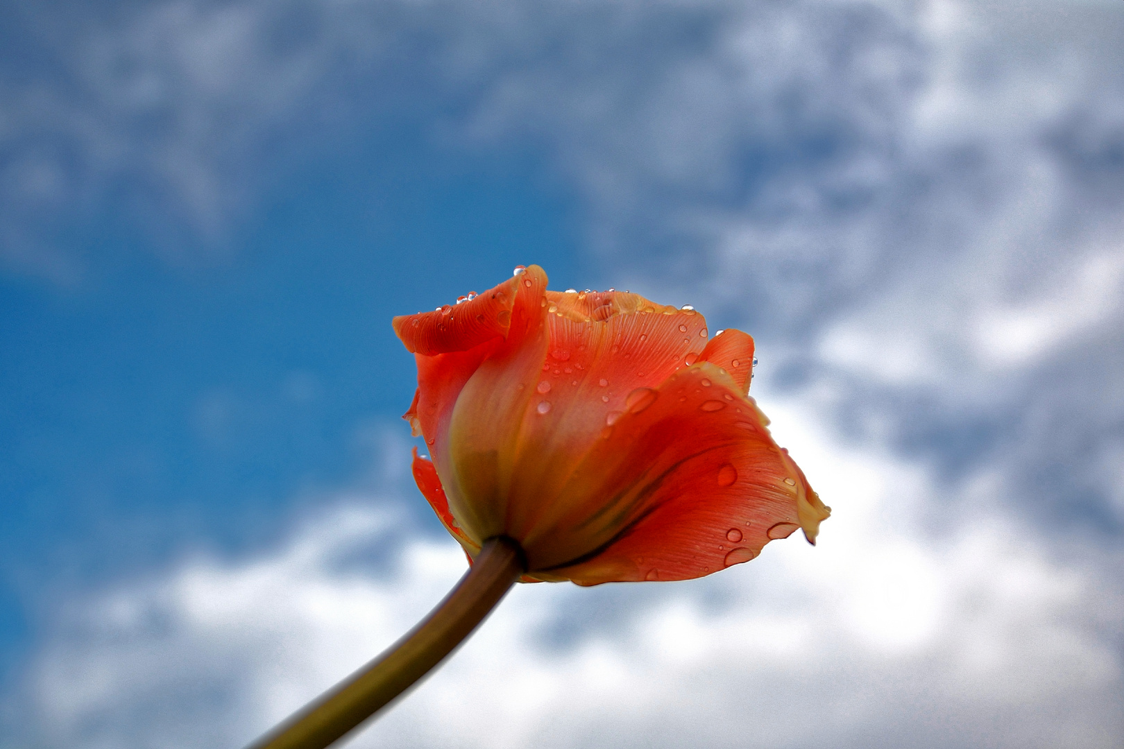 Tulpe von unten