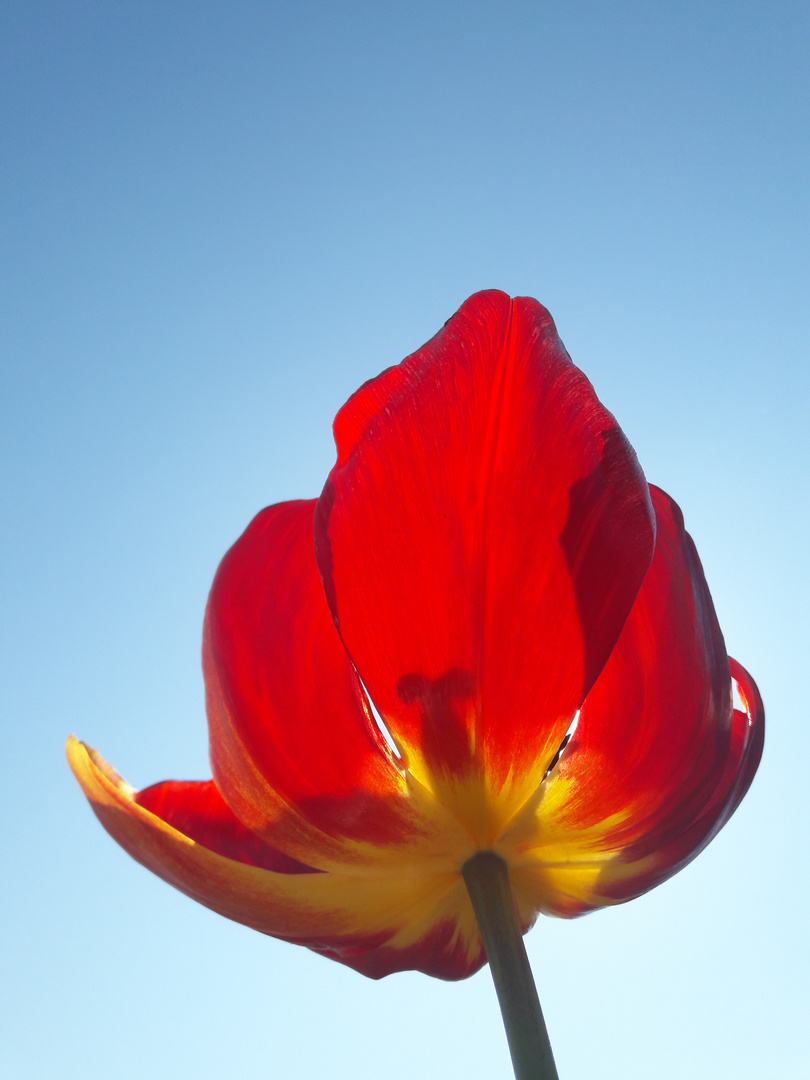 Tulpe von unten