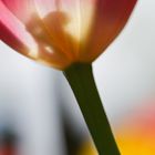 Tulpe von unten.