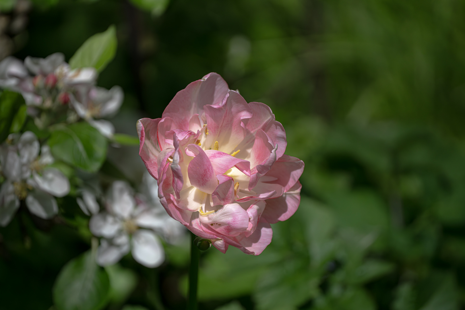 Tulpe (vor Apfelblüte)