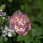 Tulpe (vor Apfelblüte)