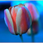 Tulpe vor Blau