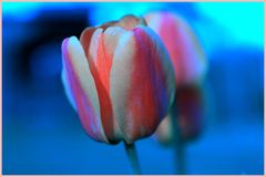 Tulpe vor Blau