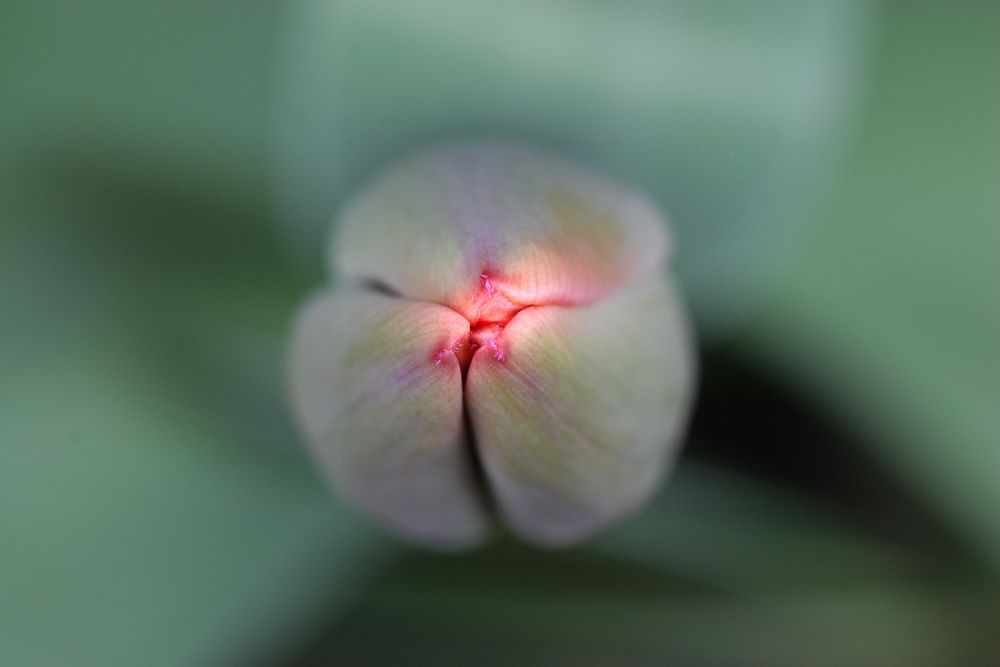 Tulpe vor dem Aufblühen