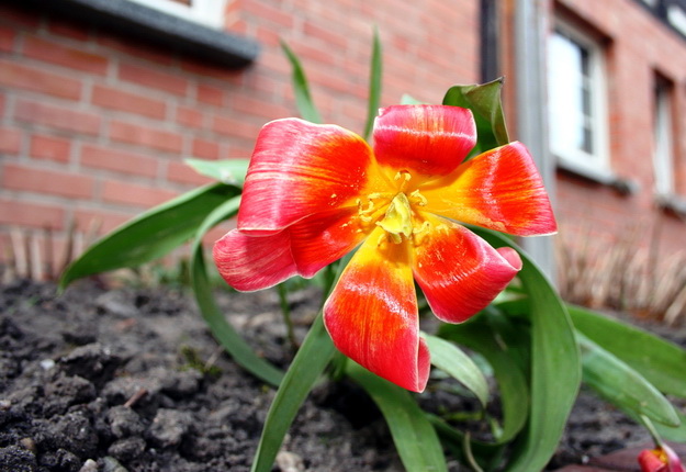 Tulpe vor dem Haus