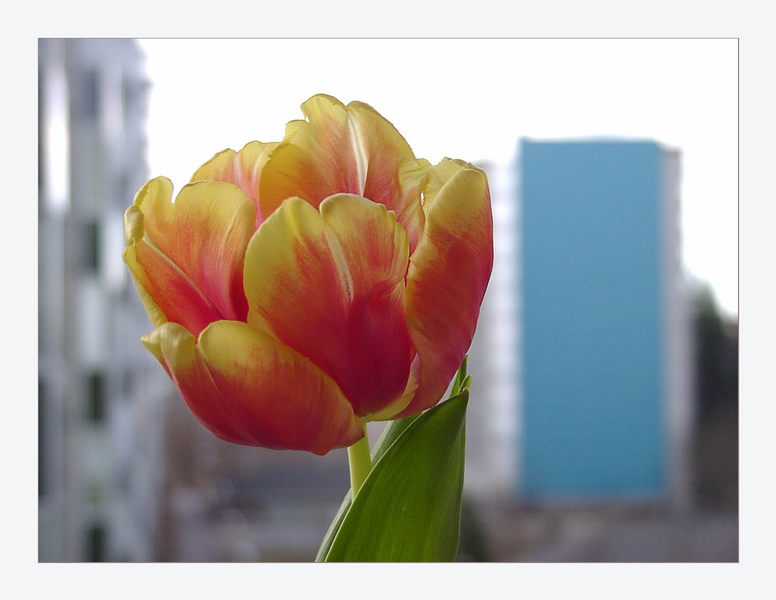 Tulpe vor Platte in Blau - Flemingsbäri (IV)