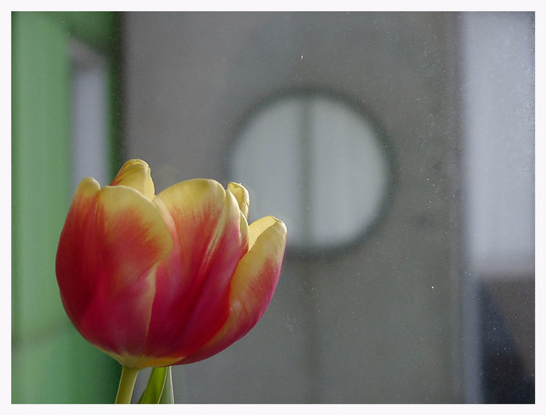 Tulpe vor Platte in Grün - Flemingsbäri (V)