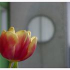Tulpe vor Platte in Grün - Flemingsbäri (V)