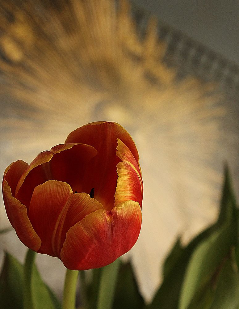 Tulpe vor Potsdamer Sonne