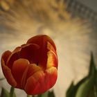 Tulpe vor Potsdamer Sonne