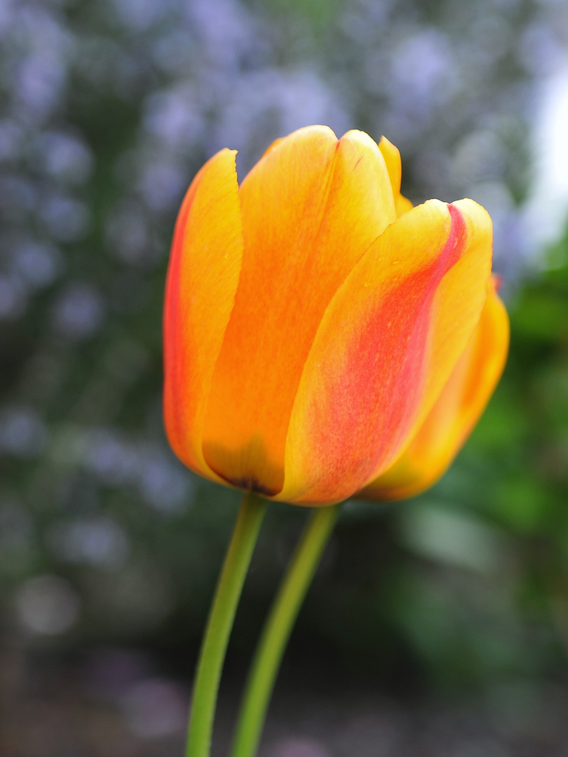 Tulpe vor Rosmarin