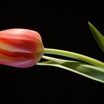 Tulpe vor schwarzem Hintergrund