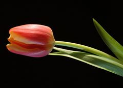 Tulpe vor schwarzem Hintergrund