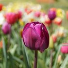 Tulpe vor Tulpenmeer