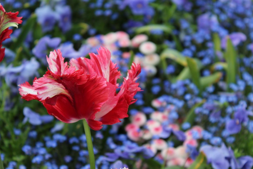 Tulpe vor Vergissmeinnicht