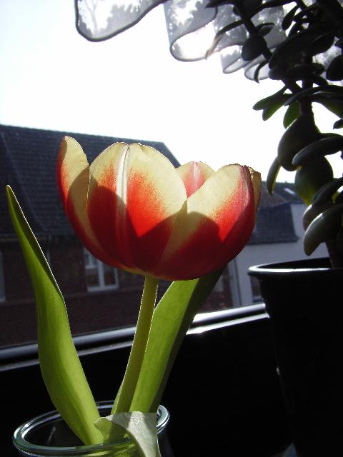 Tulpe vorm Fenster