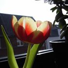 Tulpe vorm Fenster