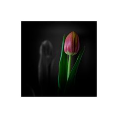 tulpe vorm spiegel