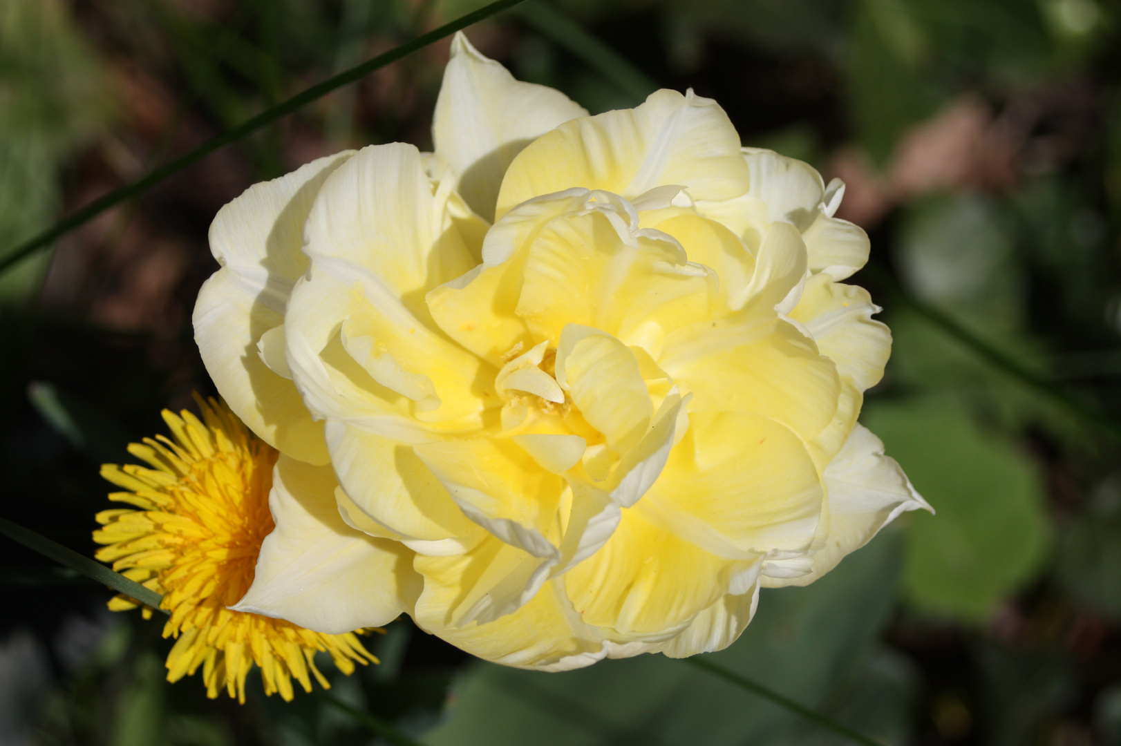 Tulpe vs Löwenzahn