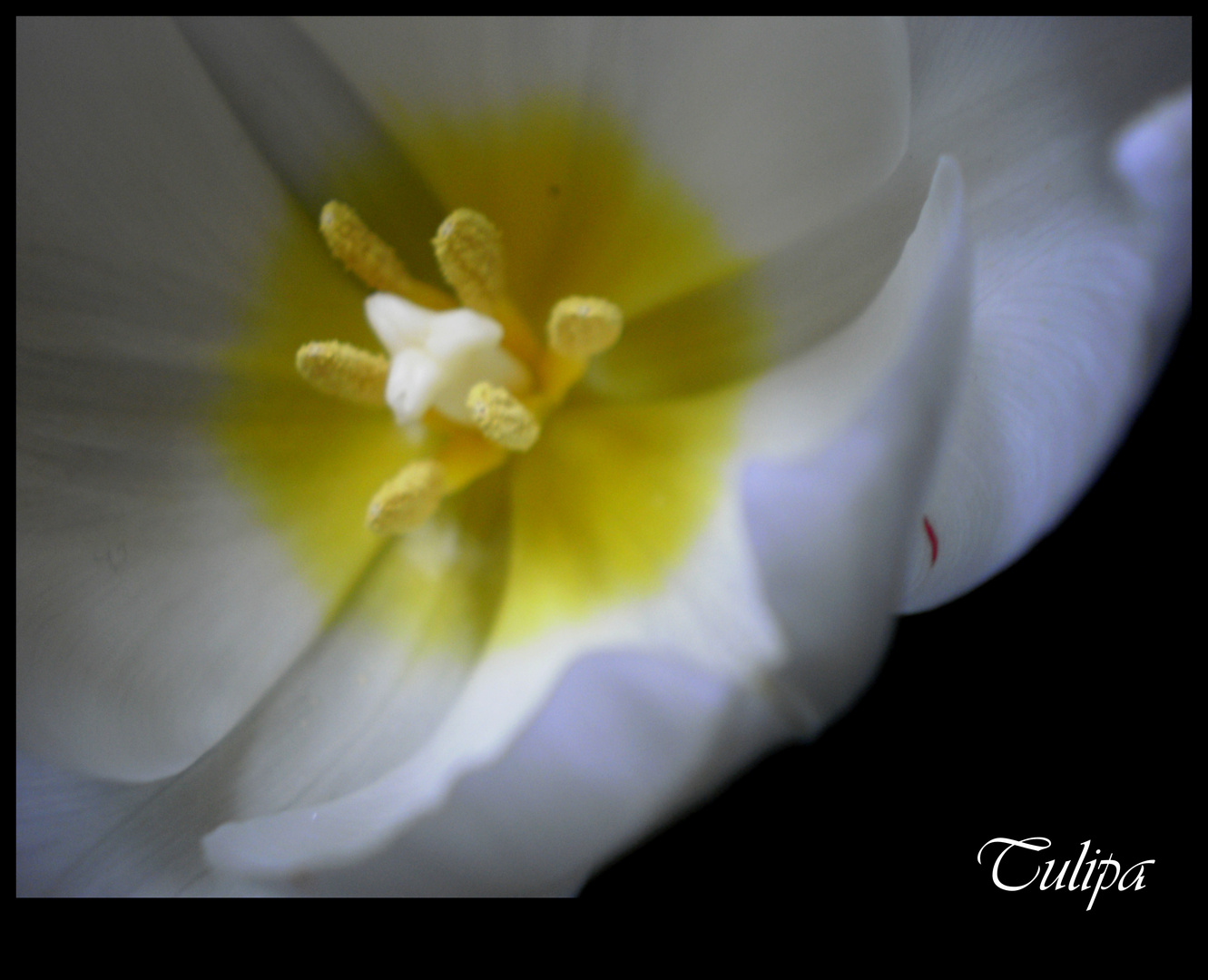 Tulpe - weiß