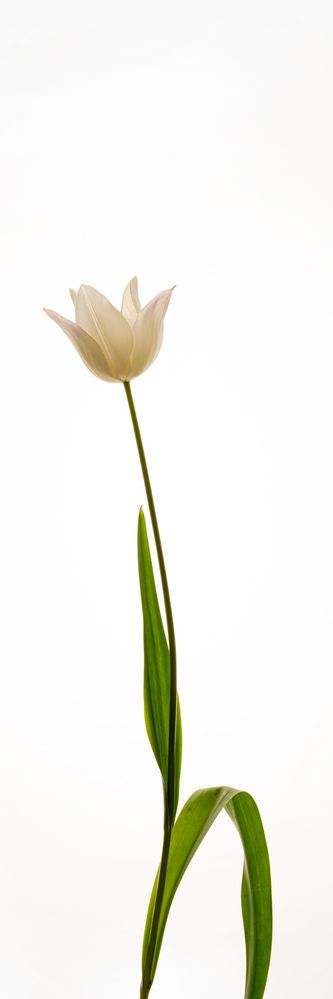 Tulpe-WEISS-04.2020-006-30x90