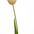 Tulpe-WEISS-04.2020-006-30x90