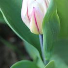 Tulpe weiss