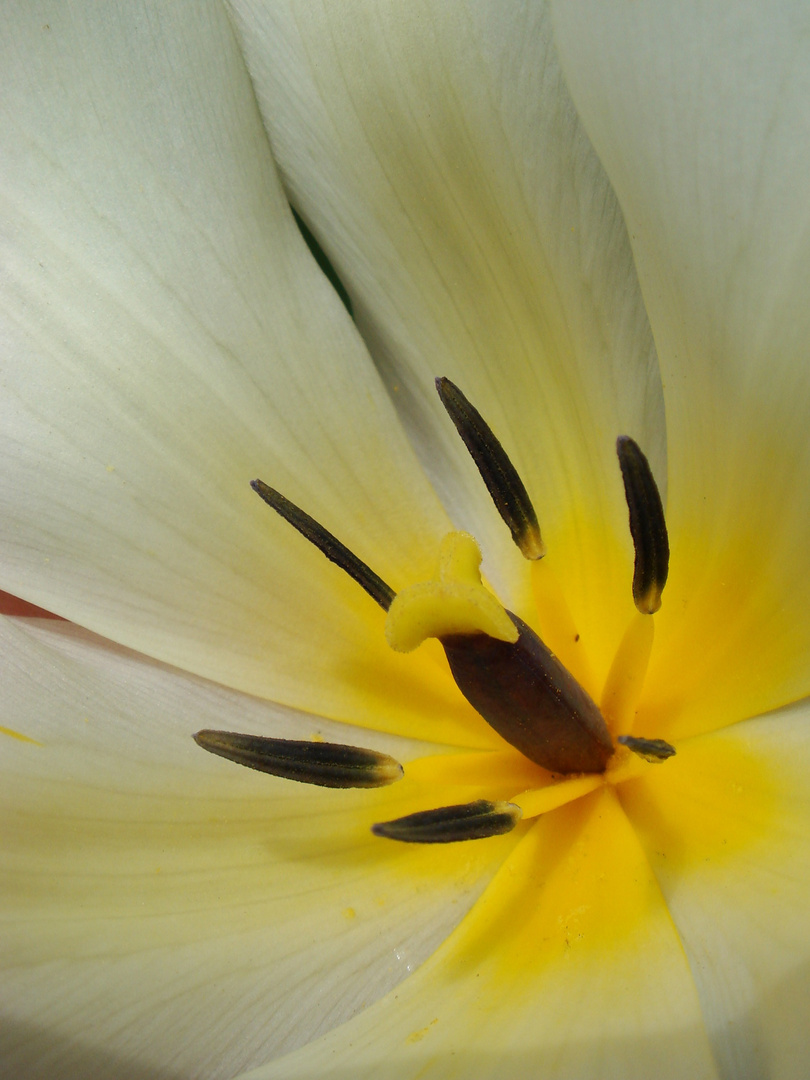 Tulpe weiss