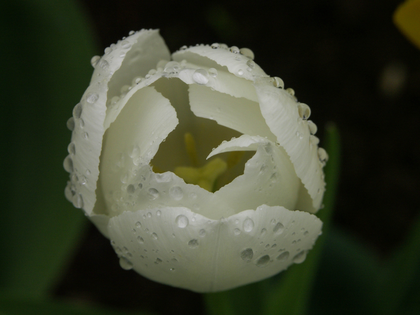 Tulpe weiß