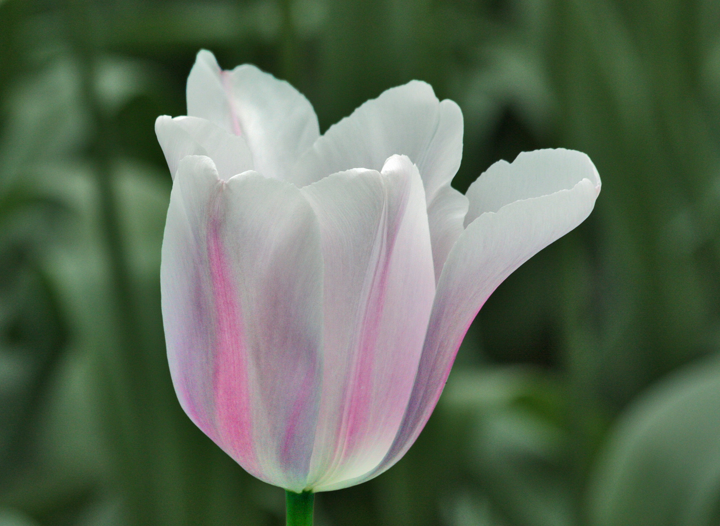 Tulpe weiss-getönt....