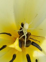 Tulpe weiss mit Insekten