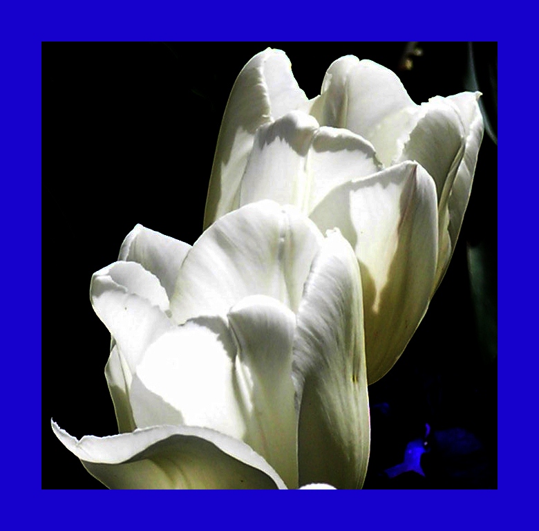 tulpe weiss rahmen blau