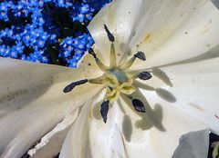 Tulpe weiss - Staubgefäße