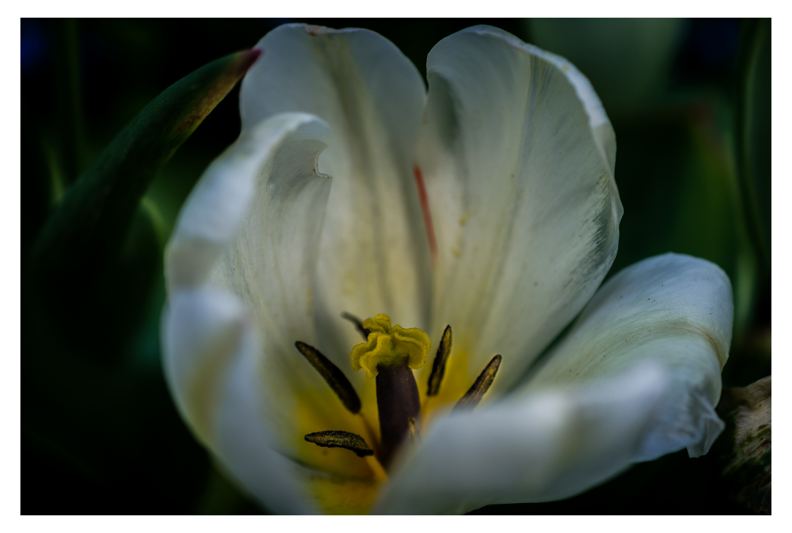 Tulpe weiss_innen