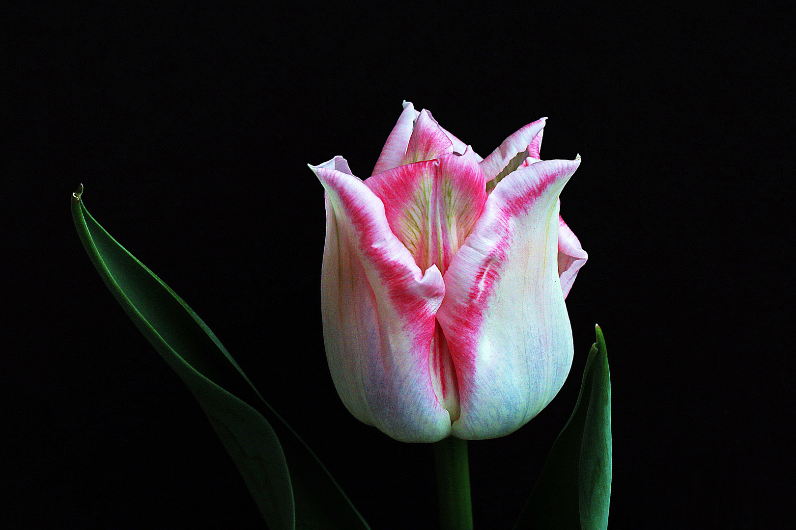 Tulpe weiß/rot