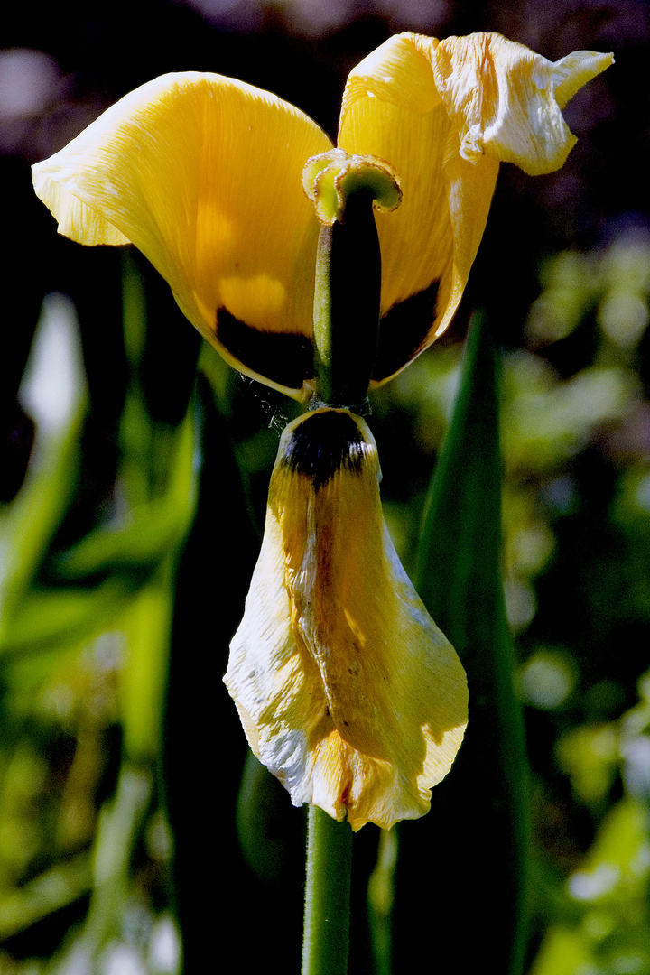 Tulpe wirkt müde