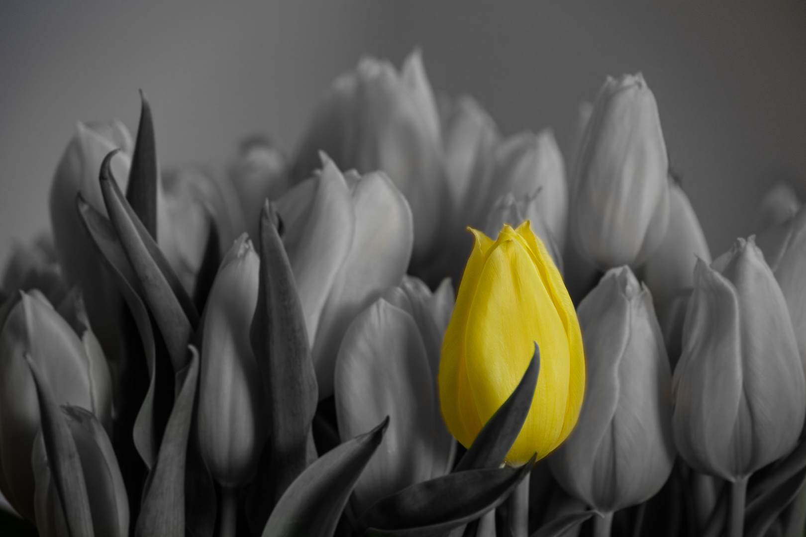 Tulpe x