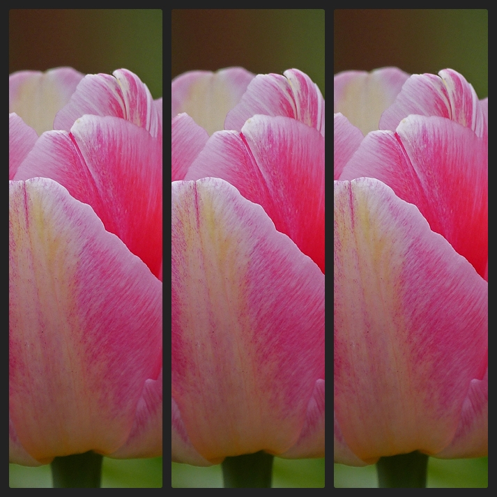 Tulpe x 3