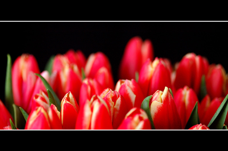 Tulpe XI