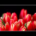 Tulpe XI