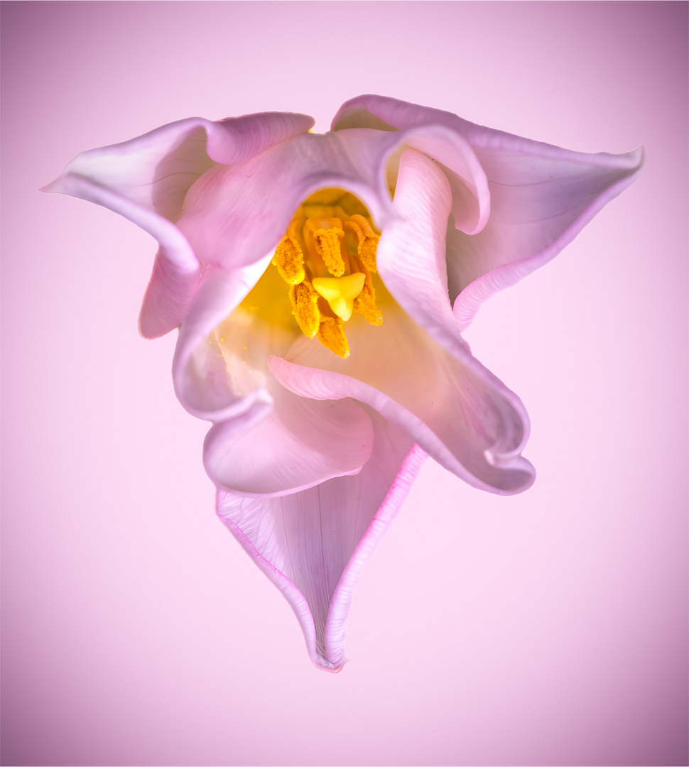 Tulpe zart