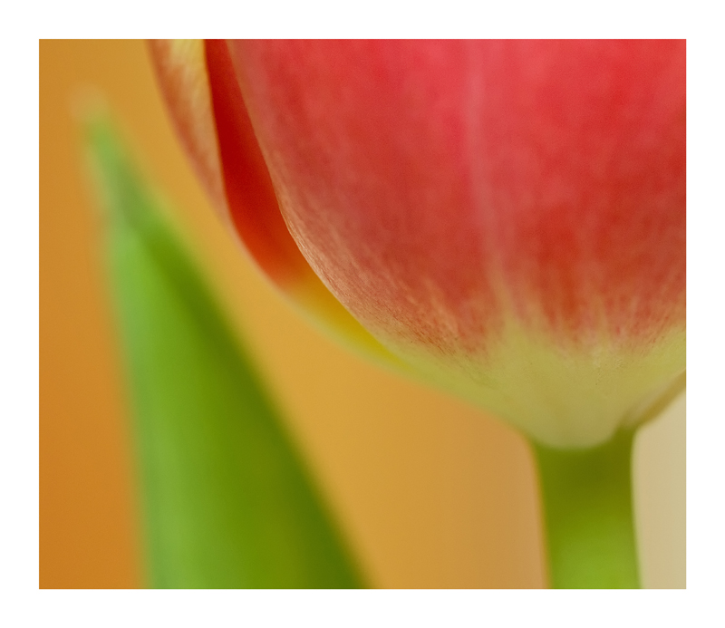 Tulpe zart in Szene gesetzt